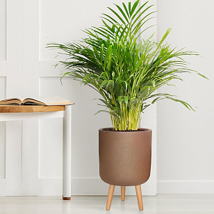 Кашпо Idealist Lite Урбан напольное круглое с подставкой D46 Цвет: кофе для сада и загородного дома Кашпо Idealist Lite Урбан напольное круглое с подставкой D46 Цвет: кофе, уличное оборудование