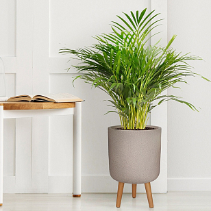 Кашпо Idealist Lite Урбан напольное круглое с подставкой D63 Цвет: серо-коричневый для сада и загородного дома Кашпо Idealist Lite Урбан напольное круглое с подставкой D63 Цвет: серо-коричневый, уличное оборудование