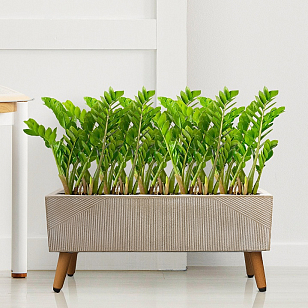 Кашпо Idealist Lite Урбан напольное прямоугольное с подставкой 65 Цвет: бежевый для сада и загородного дома Кашпо Idealist Lite Урбан напольное прямоугольное с подставкой 65 Цвет: бежевый, уличное оборудование