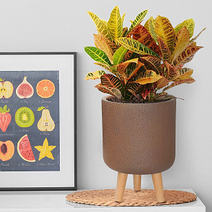 Кашпо Idealist Lite Урбан настольное круглое с подставкой D24 Цвет: кофе для сада и загородного дома Кашпо Idealist Lite Урбан настольное круглое с подставкой D24 Цвет: кофе, уличное оборудование