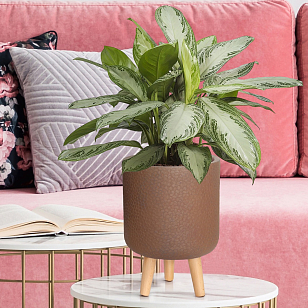 Кашпо Idealist Lite Урбан настольное круглое с подставкой D24 Цвет: кофе для сада и загородного дома Кашпо Idealist Lite Урбан настольное круглое с подставкой D24 Цвет: кофе, уличное оборудование