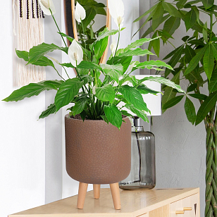 Кашпо Idealist Lite Урбан настольное круглое с подставкой D24 Цвет: кофе для сада и загородного дома Кашпо Idealist Lite Урбан настольное круглое с подставкой D24 Цвет: кофе, уличное оборудование