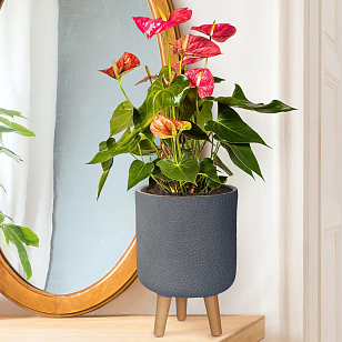 Кашпо Idealist Lite Урбан настольное круглое с подставкой D24 Цвет: антрацит для сада и загородного дома Кашпо Idealist Lite Урбан настольное круглое с подставкой D24 Цвет: антрацит, уличное оборудование