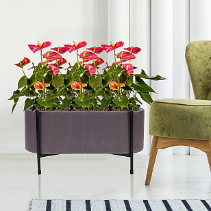 Кашпо Idealist Lite Таун Куб напольное с подставкой 58 Цвет: кофе для сада и загородного дома Кашпо Idealist Lite Таун Куб напольное с подставкой 58 Цвет: кофе, уличное оборудование